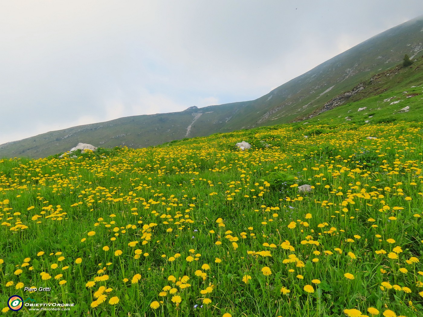 29 Distese di Taraxacum officinale (Tarassaco) con vista in Capanna 2000.JPG